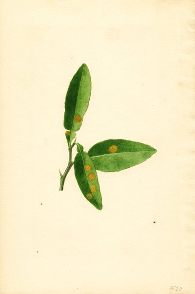 Foglia di arancio (Citrus aurantium) malata (acquerello) da James Marion Shull