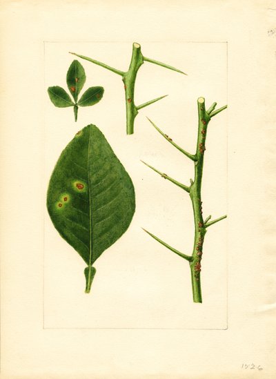 Foglia e rametto di arancio malato (Poncirus trifoliata) (acquerello) da James Marion Shull