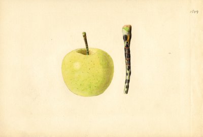 Mela Golden Delicious (Malus domestica) (acquerello) da James Marion Shull