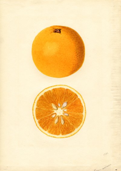 Arance Homosassa ( Citrus sinensis) (acquerello) da James Marion Shull