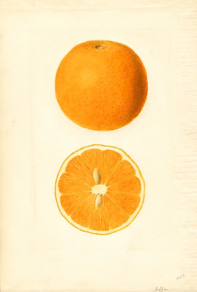 Arance di Jaffa (Citrus sinensis) (acquerello) da James Marion Shull