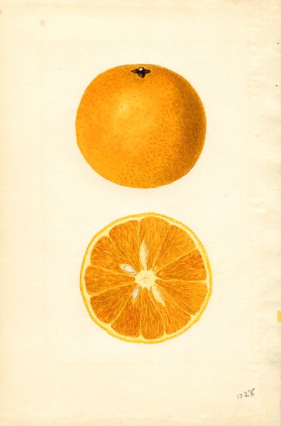 Arance di Maiorca (Citrus sinensis) (acquerello) da James Marion Shull