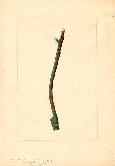 Ramoscello di arancio (Citrus sinensis: Valencia) (acquerello) da James Marion Shull