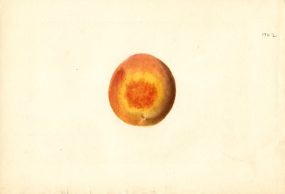 Pesca ( Prunus persica: Elberta) (acquerello) da James Marion Shull