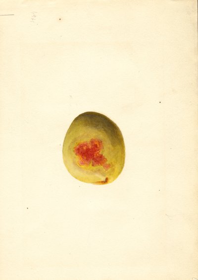 Pesca ( Prunus persica: Elberta) (acquerello) da James Marion Shull