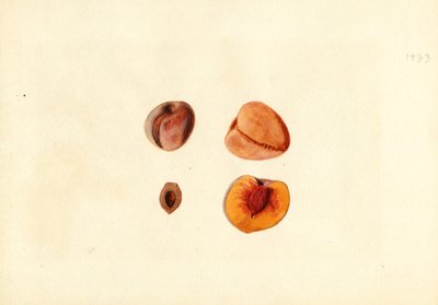 Pesche (Prunus persica: Hutchkins) (acquerello) da James Marion Shull