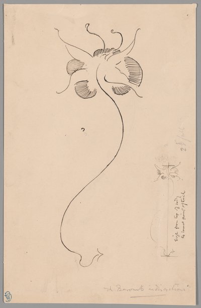 Farfalla (recto); Studio di farfalla (verso) da James McNeill Whistler