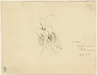 Farfalla da James McNeill Whistler