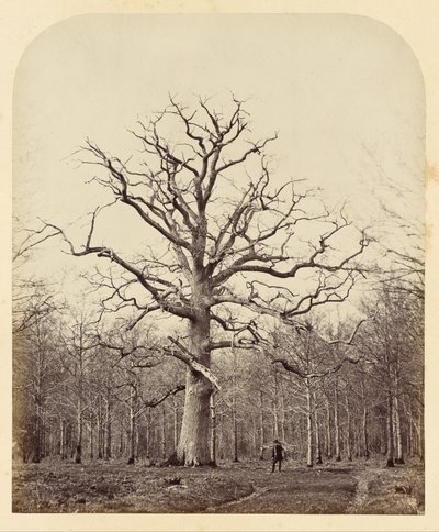 La quercia della regina Anna da James Sinclair