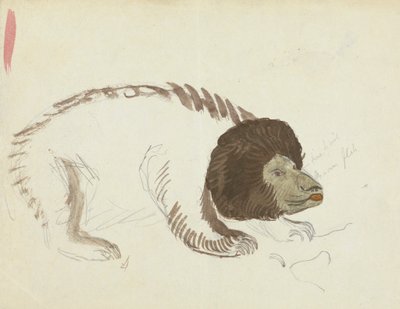 Un Orso da James Sowerby
