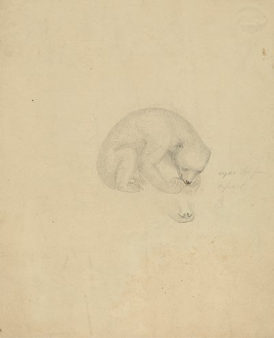 Un orso da James Sowerby