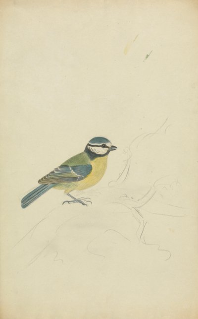 Una Cinciarella da James Sowerby