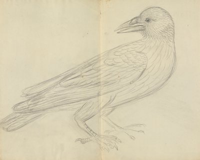 Un Corvo da James Sowerby