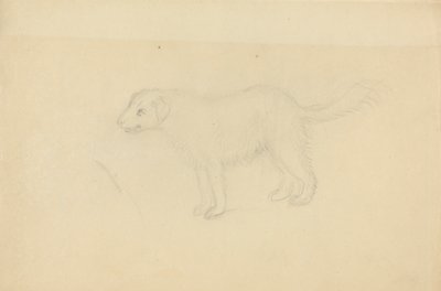 Un Cane da James Sowerby