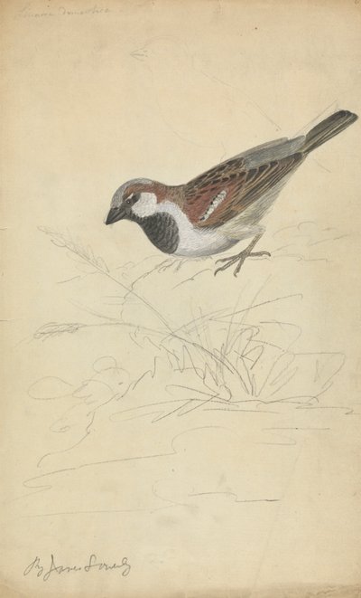 Un Passero Domestico da James Sowerby