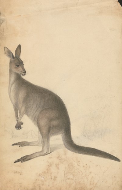 Un canguro con tre canguri sullo sfondo da James Sowerby