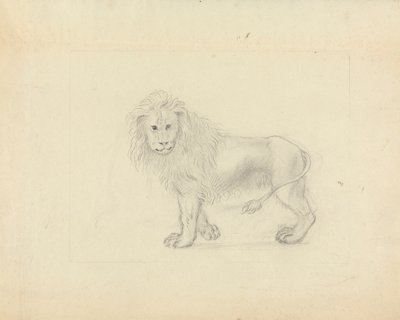 Un leone da James Sowerby