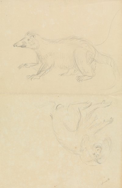 Un mammifero (coatimundi?) e un primate (marmoset?). Un coatimundi e un marmoset dalla testa di leone da James Sowerby