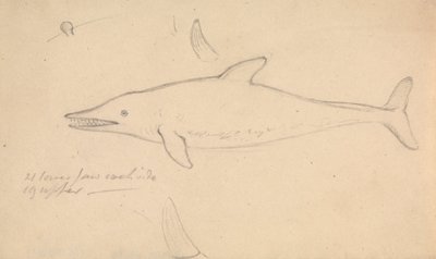 Un Delfino? da James Sowerby