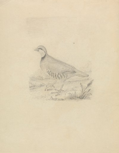 Una Quaglia da James Sowerby