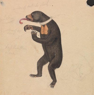 Un Orso del Sole da James Sowerby