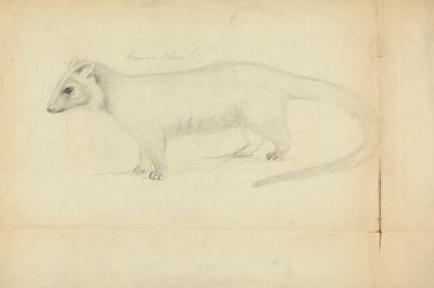 Una donnola da James Sowerby
