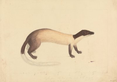 Una donnola da James Sowerby