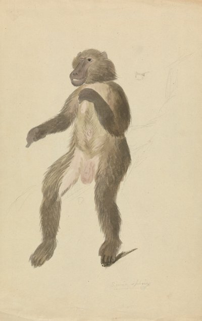 Un mandrillo da James Sowerby