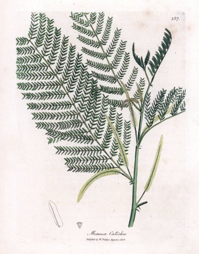 Acacia catechu da James Sowerby