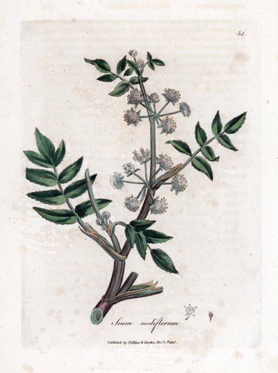 Ache false watercress - Crescione d