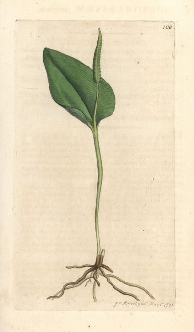Lingua di serpente, Ophioglossum vulgatum da James Sowerby