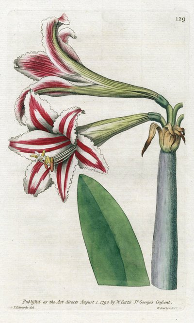 Amaryllis Variete, originario del Sud America da James Sowerby