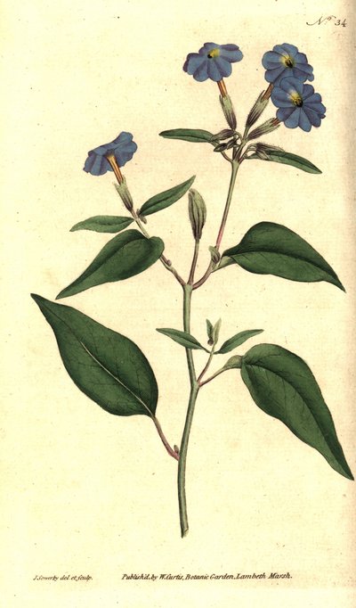 Browallia americana da James Sowerby