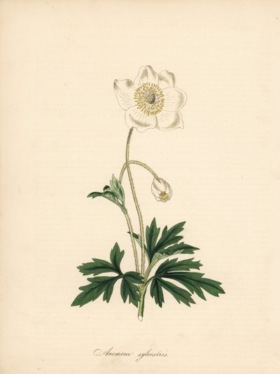 Anemone dei boschi, Anemone sylvestris. Tratto da un