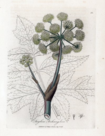 Angelica vera o officinale o arcangelica - Angelica archangelica. Incisione a mano colorata su rame da un