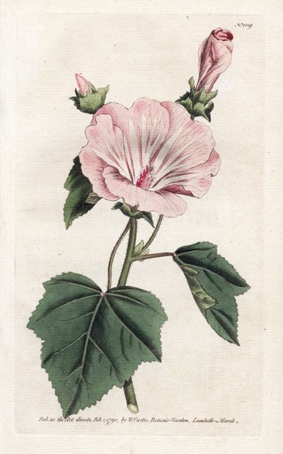 Lavatera annuale viola da James Sowerby