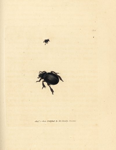 Coleottero Aphodius arenarius da James Sowerby