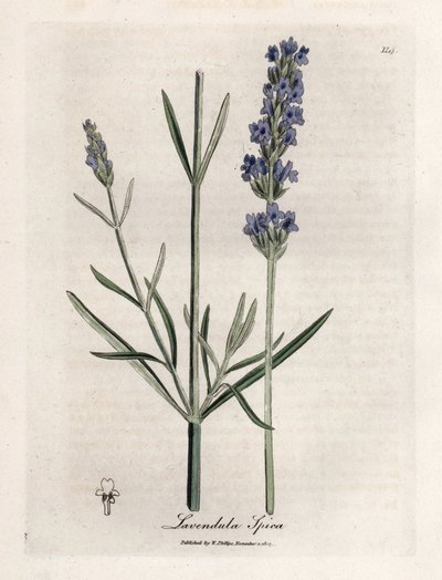 Lavanda apic da James Sowerby