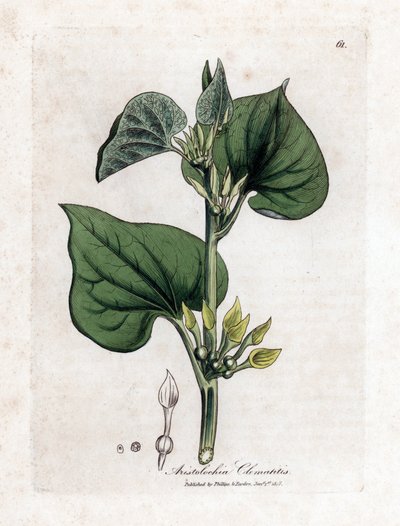 Aristolochia clematitis da James Sowerby