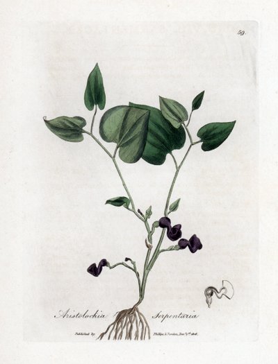 Aristolochia varieta - Aristolochia serpentaria. Incisione a mano colorata su rame da un