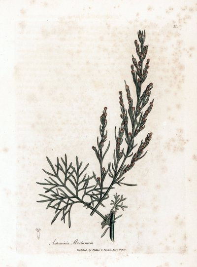 Aurone o citronella o assenzio - Artemisia abrotanum. Incisione a mano colorata su rame da un