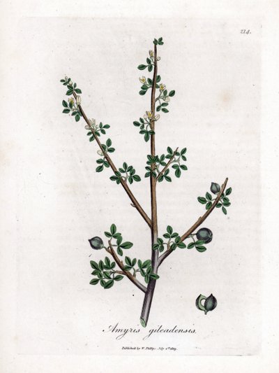 Balsamo della Mecca o Balsamo di Galaad - Balsamo della Mecca, Commiphora gileadensis. Incisione a mano colorata da un