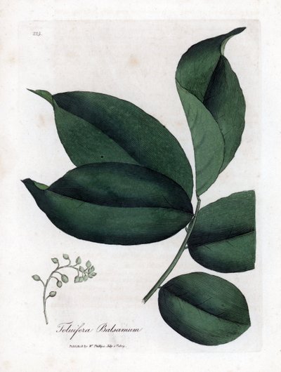 Balsamo di Tolù, Myroxylon toluifera balsamum. Incisione a mano colorata da un