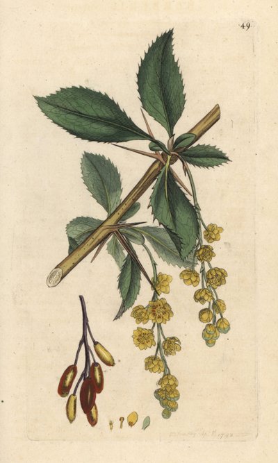 Crespino, Berberis vulgaris. Incisione a mano colorata su rame da un