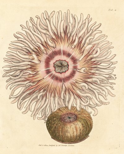 Anemone beadlet, Actinia equina da James Sowerby
