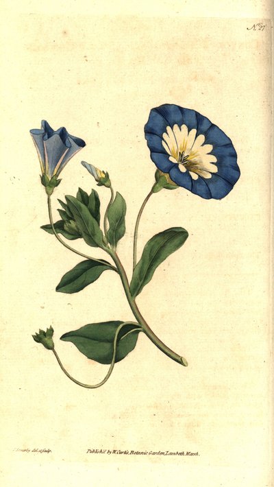 Bella di giorno o convolvolo tricolore da James Sowerby