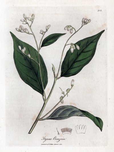 Benzoino - Styrax benzoin. Incisione a mano colorata da un