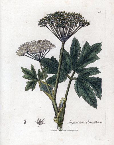 Benzoin or Imperatory - Imperatoria comune, Imperatoria ostruthium da James Sowerby