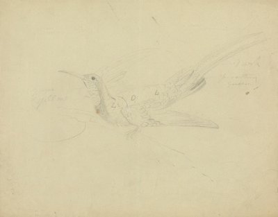 Uccello del paradiso da James Sowerby