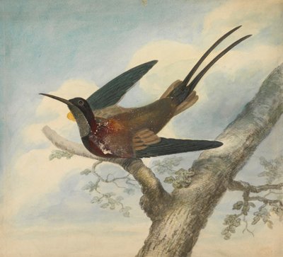 Uccello del paradiso e Verso: Schizzo di un fiore da James Sowerby